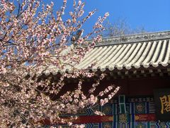 -桃花堤公园