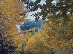 -长白岛森林公园