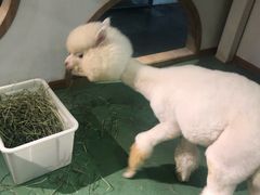 -藦茜花园宠物主题亲子互动体验馆(国顺东路店)