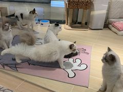 -momokira米努特·德文卷毛猫·棉花面纱犬