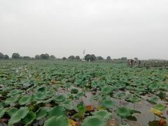 -洪湖生态旅游区