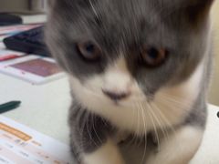 -安安宠医宠物医院·异宠·犬猫内科(岳阳分院)