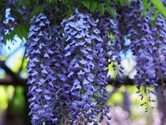-嘉定紫藤园
