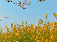 -桤木河湿地公园