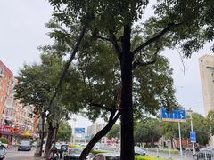 -桃花堤公园