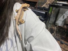 -酷以爬仙阁实体爬宠店·守宫·蜥蜴·专业繁育