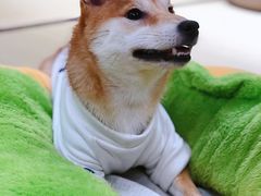 -逗柴咖啡屋·狗咖猫咖宠物桌游