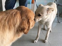 -瑞派福兴宠物医院犬猫全科·骨科·中西医结合(河东店)