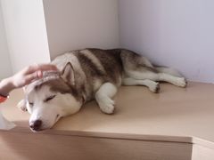-Husky Go! 哈士奇体验馆·宠物咖啡厅狗咖