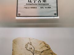 -辽宁古生物博物馆