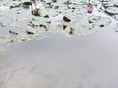 -聚龙山公园