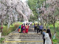 -西安青龙寺遗址景区
