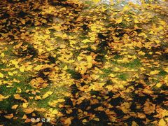 -重庆中央公园(渝北区)