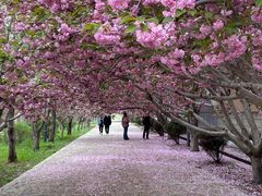 -莱阳濯村樱花园