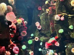 -瑞普利水族馆