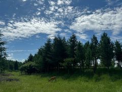 -塞罕坝国家级自然保护区