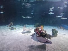 -暹罗海洋世界