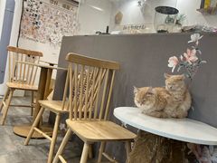 -楼上猫咖(罗湖店)