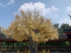 -广东圆玄道观