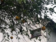 -祝家花園(伯渎港店)