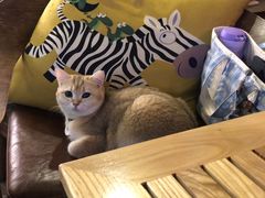 -咖法森林·咖啡  酒吧(天河店)