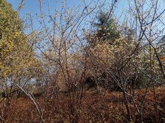 -阿拉提大盘鸡@米饭(南环东路汇邻广场店)