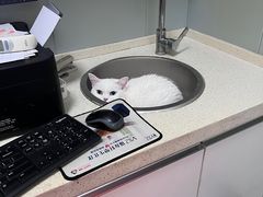 -伟伟宠物医院·瑞派猫友好医院·猫科(光谷店)