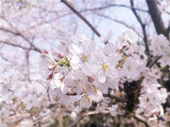 -嘉定紫藤园