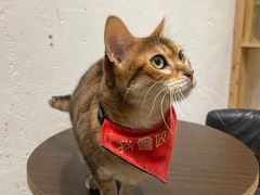 -猫色咖啡·猫咖