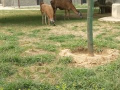 -石家庄市动物园