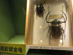 -浙江自然博物院(杭州馆)