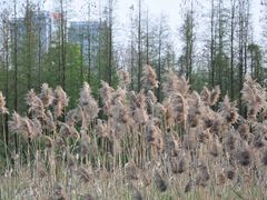 -艾溪湖湿地公园