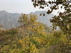 -大岭沟猕猴桃谷风景区