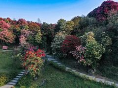 -贵州百里杜鹃风景名胜区