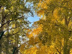 -三里屯东五街银杏大道