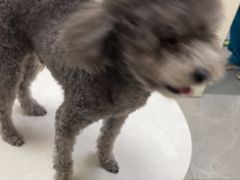 -中农国际动物医院24小时·猫科·骨科·急重症中心