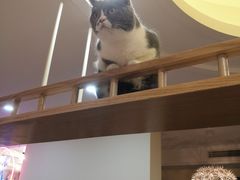 -滚猫咖啡·猫咖·猫友好撸猫(未来城店)