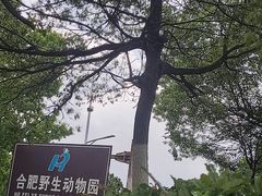 -合肥野生动物园