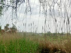 -西京湾花海
