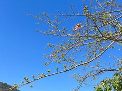 -风云岭森林公园