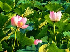 -莲花池公园