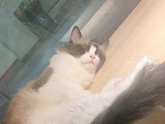 -BABIT巴比特宠物(MOMOPARK店)