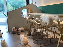 -飞行喵MR PILOT|猫舍·猫咖(静安大融城店)