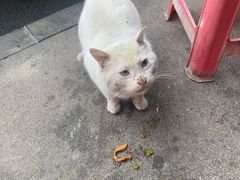 -叶老大肥肠