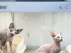 -翊宠yipet猫狗购宠庄园犬舍•猫舍