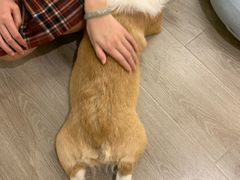-浣熊柯尔鸭土拨鼠·电玩咖