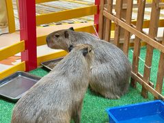 -麦当劳(新世纪环球中心店)