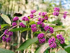 -广州市流溪河国家森林公园