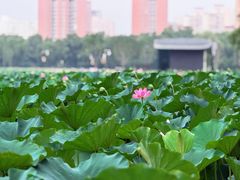 -莲花池公园