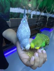 -未来动物城动物主题公园(大悦城店)